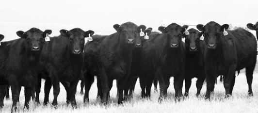 ANGUS Replacement Heifers 64 Black Angus Replacement Heifers This outstanding set of heifers are high-volumed, big-boned, feminine and moderate in their make up.