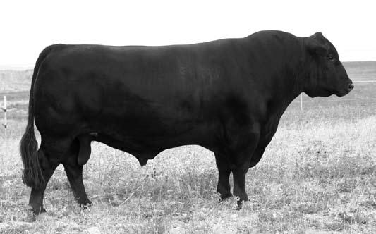 Spring Yearling Bulls ANGUS Sire of Lots 16-54. Exar Franchise 8783 16 76 Reg. No: 15985828 Tattoo: 8783 DOB: 2/21/2008 C A Future Direction 5321.