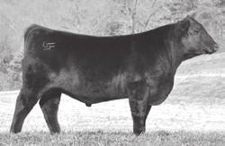 RUMP S BW 68#, WW 654#, YW 1240# Gerloff SimXAngus 085AH - Lot 9 Matrix 15X - Simmental sire of Lots 10-11. Cold day driving cattle.