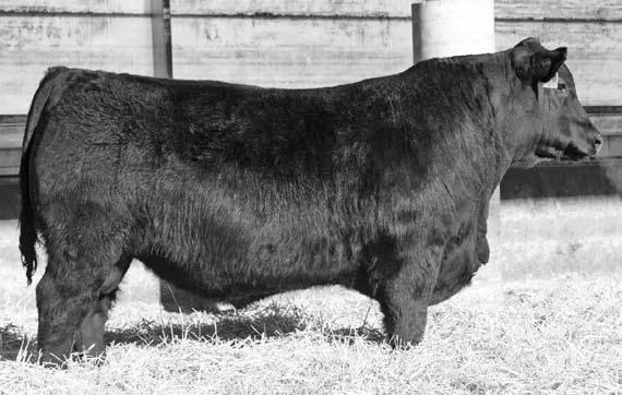 He's a deep bodied bull that is put together in moderate framed package. Just imagine, you could get a bull out of two outstanding ABS sires.