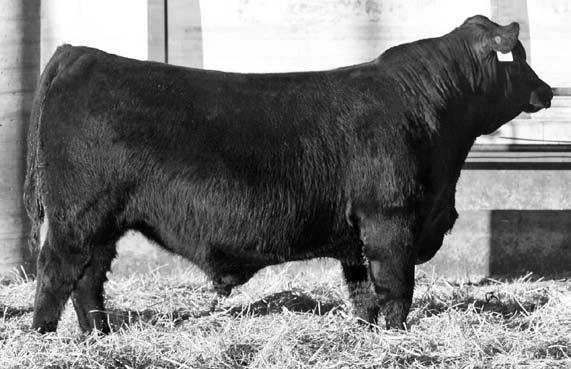 Reference Calved: 5/14/2010 2/18/2001 Tattoo: Tattoo: 109 0118 Sire Only 620938167 G S A R F Retail FAMEProduct RCC S A F Nick FOCUS Nack OF E R FROSTY G D A R ELBA Forever 896Lady 246 Sitz BR