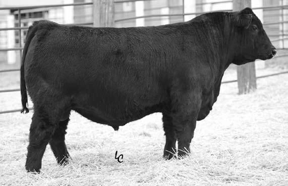 207 Schiefelbein Skype 5444 Calved: 3/27/2014 Tattoo: 5444 17934997 Schiefelbein Skype 1350 FROSTY 6I6 1877 +41.25 G A R Retail Product +41.62 Frosty Retail Product 1068 FROSTY X-CEL 1755 +47.
