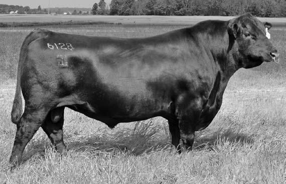225 Connealy Final Product Frosty In Focus H109 +14 Schiefelbein Product 1544 Calved: 2/24/2014 17937240 Connealy Product 568 Ebonista of Conanga 471 FROSTY NEW FRONTIER 215 Tattoo: 1544 +45.00 +28.