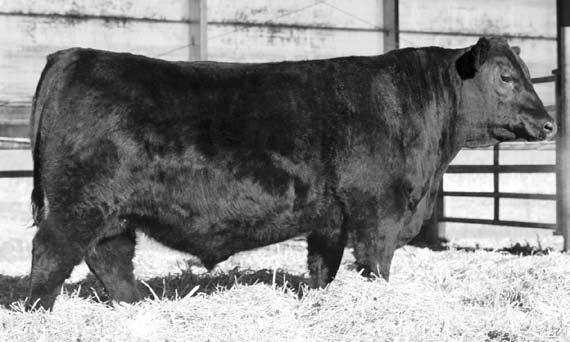 231 G A R Prophet Frosty Answer 541 +14 Schiefelbein Prophet 2464 Calved: 3/3/2014 17938324 C R A Bextor 872 5205 608 G A R Objective 1885 FROSTY HILTON 667 Tattoo: 2464 +52.44 +44.10 +60.14-0.