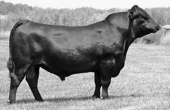 Thomas Connealy Pride Impression 0147 Reference Calved: 1/16/2000 1/29/2006 Tattoo: Tattoo: 62620147 Sire Only 13546773 TRAVELER BON VIEW 1148 NEW G D DESIGN A R 878 V Connealy D A R Lucys Reflection