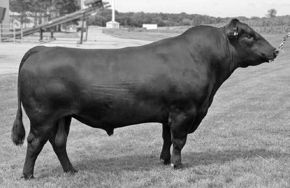 He's a high volume bull that has plenty of rib and a great marbling EPD. He's a perfect fit for your IMF needs!