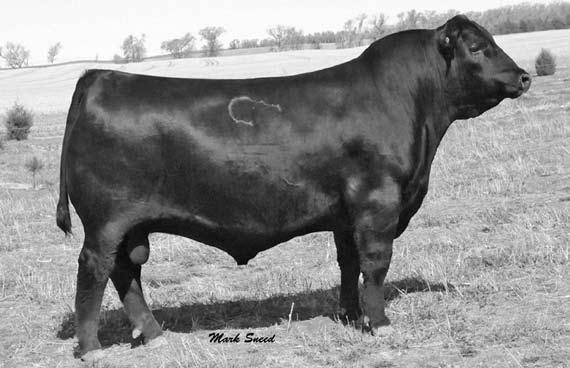 Schiefelbein Bull Lots EASTERN Connealy MISS Earnan BURGESS 076E Reference Calved: Calved: 3/18/2008 8/3/2010 Tattoo: Tattoo: 076E Sire Only 0000 B/R KMK New Alliance Frontier 095 6595 I87 JBC