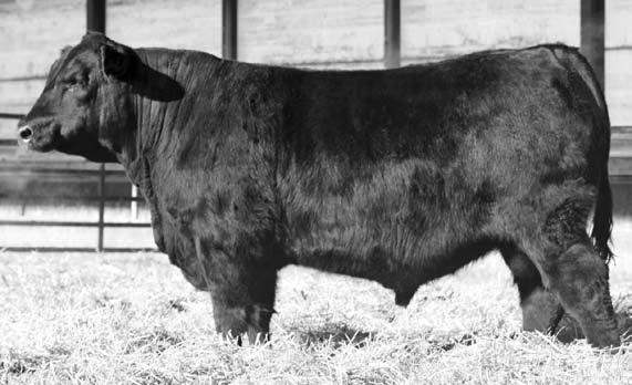 One of the most talked about bulls of 2014. He sires stout, wide topped calves with a lot of strength and eye appeal.