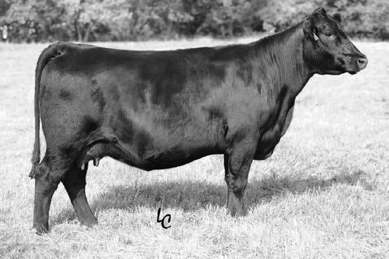 Schiefelbein Female Lots Lot 333 333 C A Future Direction 5321 FROSTY FOCUS 953-5 FROSTY ELBA LIZZY 1106 Calved: 3/3/2006 15557905 G A R Precision 1680 C A Miss Power Fix 308 S A F FOCUS OF E R