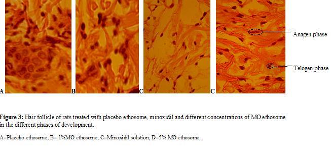 Figure 2.Effect of Moringa olifera ethosomes on the hair follice development.