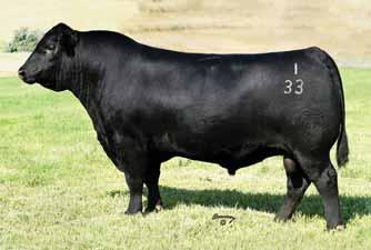 ANGUS REFERENCE SIRES A CONNEALY BLACK GRANITE Angus Bull AAA# 17028963 DOB 01.13.