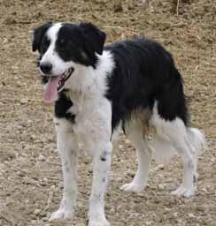 TRAINED REGISTERED BORDER COLLIE COW DOGS DOT Female Dot is a pretty tough and confident little female with an incredible work ethic. She s been a real pleasure.
