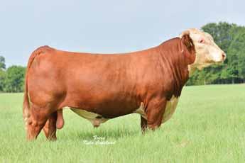 6 COLYER 38th ANNUAL PRODUCTION SALE HEREFORD REFERENCE BULLS A Reference Bull AHA# 43270668 TATTOO 2103 DOB 01.11.