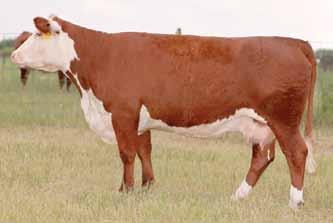 Heifer Calves Lot 10 H WS Hallie 3060 ET 10 H WS HALLIE 3060 ET 433929 Calved: Feb.