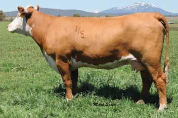 230 H RW SHELBA 29 ET P4386 Calved: March, 2011 Tattoo: BE 29 CL 1 DOMINO 637S 1ET {CHB} L1 DOMINO 03396 {CHB}{DLF,IEF} CL 1 DOMINO 955W {CHB}{DLF,HYF,IEF} CL1 DOMINETTE 1L 42982422 CL 1 DOMINETTE