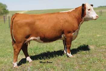 Fall Calving Cows 239 H LADY BAILOUT 08 P43254820 Calved: Aug.