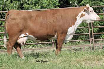 Fall Calving Cows HH Miss Advance 1074L Dam of Lots 242 and 243 242 H LADY VICTOR 11 P43254830 Calved: July 31, 2011 Tattoo: BE 11 DRF JWR PRINCE VICTOR 71I {SOD}{CHB} HRP THM VICTOR 109W 9329