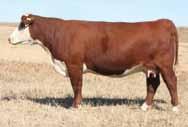 20 Long neck, deep bodied, stout and very sound A sale favorite Correct from end to end Legendary cow family Dam sells as Lot 3 Owned by Hoffman Ranch and Whispering Wind Farm K&B Lady Sentry 8090U