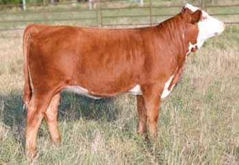 Heifer Calves Sire of Lots 31-48 KJ HVH 33N REDEEM 485T ET Redeem is homozygous polled, efficient, stout and has an outstanding EPD profile. His daughters are easy fleshing and his sons are rugged.