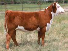 Sire of Lots 49-59 GO EXCEL L A maternal legend! If you have watched our program at all you know how important this bull has been to us! Daughters have tremendous udders.