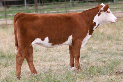 20 Junior National Reserve Grand Female and maternal sister to Lot 60 60 Lot 60 H CHEZ TR Chardonnay 303A H CHEZ TR CHARDONNAY 303A 43402988