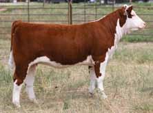 Sire of Lots 64-66 and 95 CRR ABOUT TIME 743 About Time speaks for himself! He has been the #1 bull in the breed for registrations. He has as many sons being used as any.