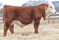 10 Donor potential Length, volume, depth Bone, wide pinned, great structure 22 Dam has produced over 500K Dam sells as Lot 2 Owned by Haxton Harold Hoffman Sire of Lots 70-72 CL 1 DOMINO 4Y 1ET A