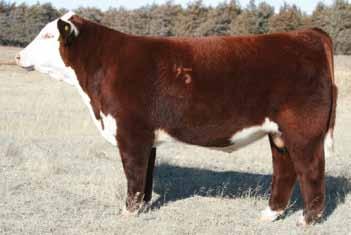 Bred Heifers These bred heifers to me are the gem of the sale. Many donor prospects are in this bunch. Be sure to study cow families.