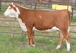 Bred Heifers Churchill Sensation 028X A bull who is big time calving ease and has lots of popularity. His dam is neat uddered and consistently throws low birth weight.