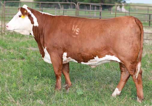 2, 20 Tattoo: LE 2077/RE 2024 110 H WMS LADY MR HEREFORD 2075 P432961 Calved: March 7, 20 Tattoo: BE 2075 DRF JWR PRINCE VICTOR 71I {SOD}{CHB} HRP THM VICTOR 109W 9329 {SOD}{CHB} TH 223 71I VICTOR