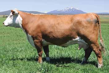SQUARE-D FULLBACK 6C KILMORLE 359S NICKY 7D GO EXCEL L {SOD}{CHB}{DLF,HYF,IEF} DD EXCEL DESIGN 40 {SOD} H CATTLE KATE 8045 ET {DLF,HYF,IEF} GO MS 4 ADVANCE 7005 429100 H LADY GOLD 323 C -S PURE GOLD
