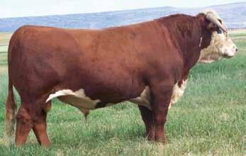 Heifer Calves Lot 1 H TORI 3049 ET H Kinsey 2508 ET Full sister to Lot 1 and 20 JNHE Reserve Grand Horned Heifer 1 H TORI 3049 ET 43389391 Calved: Feb.