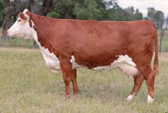 10, 20, with a bull calf Owned by Hoffman Ranch GO Ms 293 Mark Dom L57 Dam of Lots 5 and 6 H AC Matianne 231 ET Full sister to Lot 4 6 GO MS MAXIUM Z66 P4328 Calved: Feb.