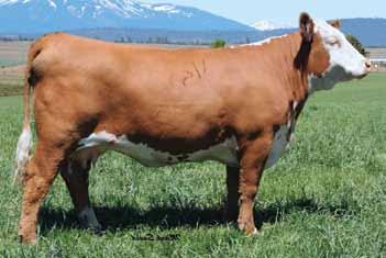 Bred Heifers 9 H W4 FALLON 2058 ET 43295684 Calved: March 1, 20 Tattoo: BE 2058 Horned L1 DOMINO 03571 {CHB}{DLF,HYF,IEF} L1 DOMINO 084 HH ADVANCE 8050U ET {CHB}{DLF,HYF,IEF} L1 DOMINETTE 00532