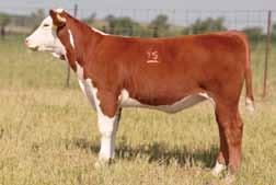 Lot 1 H Cattle Kate 8045 ET 1 H KH DD Anabelle 06 ET Daughter of Lot 1 that sold in 2011 for $79,000 H CATTLE KATE 8045 ET {DLF,HYF,IEF} 429100 Calved: May 3, 2008 Tattoo: BE 8045 Horned DD