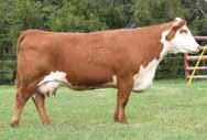 24 Long necked, deep sided, level designed Lots of power and bone Dam is a breed favorite Dam sells as Lot 2 Owned by Haxton Harold Hoffman 3 H TYLER 3080 ET 43389400 Calved: Feb.