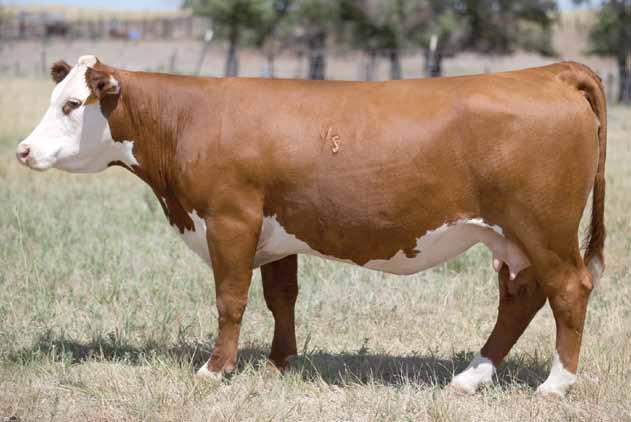 Donors Lot 8 H Lady Excell 824 ET 8 H LADY EXCELL 824 ET {DLF,HYF,IEF} 42978234 Calved: March 20, 2008 Tattoo: BE 824 Horned DD EXCEL