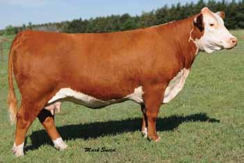 Donors 1 Lot 1 GHC Miss Jade 79S GHC MISS JADE 79S {DLF,HYF,IEF} P42975984 Calved: Feb.