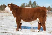 Fall Calving Donors 5 Lot 5 HH Miss Advance 3N 1ET HH MISS ADVANCE 3N 1ET 423702 Calved: Jan.