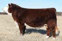 31 Dam of Mariah, Pure Country and Outlaw Own daughter of 496 Daughter sells as Lot 2 Due with early December calf to Cracker Jack Owned by Hoffman/W4 LLC 6 Lot 6 HH Miss Advance 50R HH MISS ADVANCE