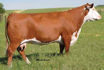 Fall Calving Donors 7 Lot 7 H Pure Poetry 446 H PURE POETRY 446 {DLF,HYF,IEF} 42522365 Calved: March 2, 2004 Tattoo: BE 446 Horned C GOLD RUSH 1ET C MASTER 93072 1ET C -S PURE GOLD 980