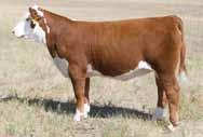 Worth Due with a September 3rd bull calf to Hometown Owned by Hoffman Ranch 8 Lot 8 H She s Unruly 5057 ET H SHE S UNRULY 5057 ET {DLF,HYF,IEF} 42597880 Calved: April 4, 2005 Tattoo: BE 5057 Horned C