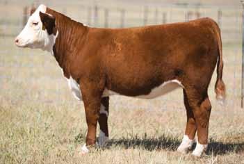Fall Calving Donors H W4 WR Cracker Jack 2005 ET Son of Lot 9. Sold in 20 Hoffman Bull Sale as Lot. 9 GO MS L EXCEL P83 {DLF,IEF} 42476587 Calved: Feb.