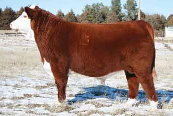 Due with a December 1st calf to Cracker Jack 0 LAGRAND MISSY 74R ET P426389 Calved: March 8, 2005 Tattoo: BE 74R REMITALL BOOMER 46B {SOD}{CHB}{DLF,HYF,IEF} PW VICTOR BOOMER P606 {SOD}{DLF,HYF,IEF}