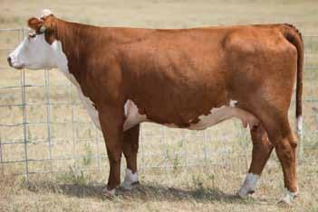 Excellent egg producer Due with a September 2nd heifer calf to Cracker Jack Owned with Bob May 23 20 30 2 K&B SWEET SALLY 6064S {DLF,HYF,IEF} P42706592 Calved: March 5, 2006 Tattoo: RE 6064 Lot 2 K&B
