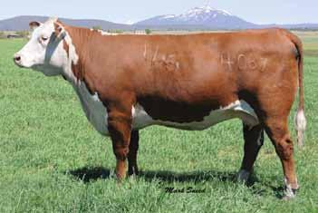 Spring Calving Cows Lot 208 H Lady Domino 236 208 H LADY DOMINO 236 42310759 Calved: March 2, 2002 Tattoo: BE 236 Horned CL 1 DOMINO 501 {SOD}{DLF,HYF,IEF} CL 1 DOMINO 2027 CJH L1 DOMINO 552