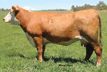 03 Recheck to Redeem Steer calf at side #3074 Owned by Hoffman Ranch 23 ANL 36N Susie 91S Dam of Lot 1 2 H DELHAWK LADY 9801 ET P43064384 Calved: March 23, 2009 Tattoo: BE 9801 RU 20X BOULDER 57G