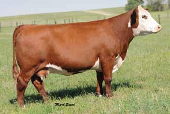 Spring Calving Cows 224 H LADY ADVANCE 1105 438106 Calved: March 26, 2011 Tattoo: BE 1105 Horned H Lady Excell 824 ET Dam of Lot 224 HH ADVANCE 51R {CHB}{DLF,IEF} HH ADVANCE 396N {CHB}{DLF,IEF} HH