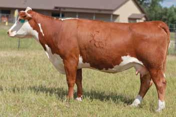 Spring Calving Cows 226A H WMS LADY ADVANCE 39 433842 Calved: Feb.