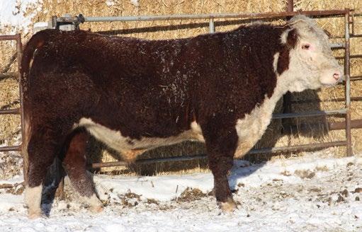 25-Jan-17 POLLED SIRE REMITALL-W RIO LOBO ET 26C 78 811 MGS REMITALL WEST HAVANA ET 33A DAM REMITALL-W YELLOW ROSE ET 11C